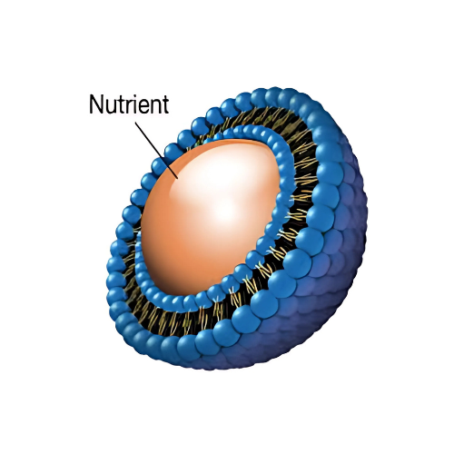 liposomal delivery for vitamins methl methylated vitamins only multivitamin