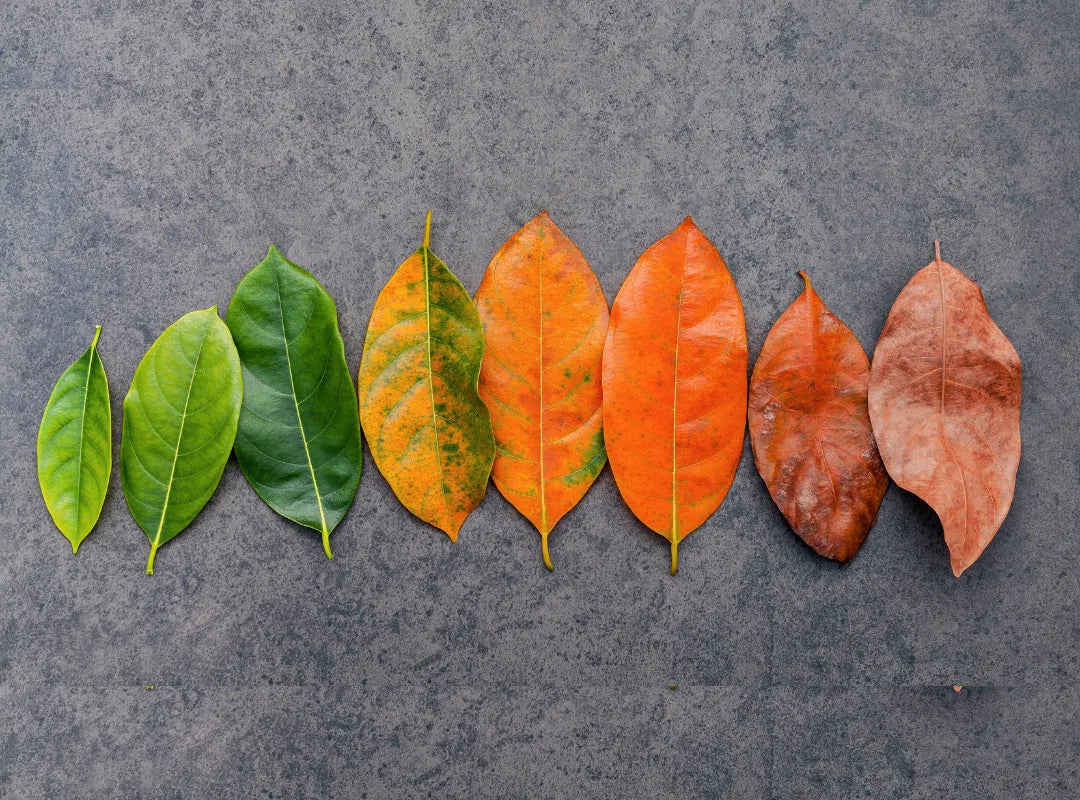 METHL Only Multivitamin methylated vitamins lifestyle photo showing premium supplement packaging