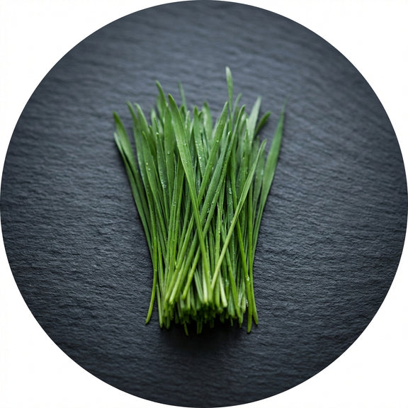 Fresh wheatgrass — fermented greens blend — METHL